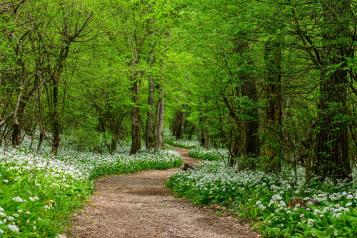 Garden Walks in woodland